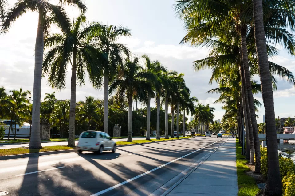 View of palm tree-lined boulevard in Miami, Florida with white PT Cruiser driving by.